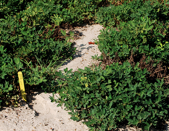 Untreated crops