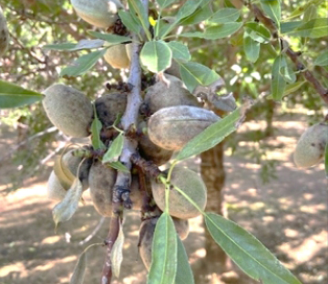Tree Nuts treated with Merivon