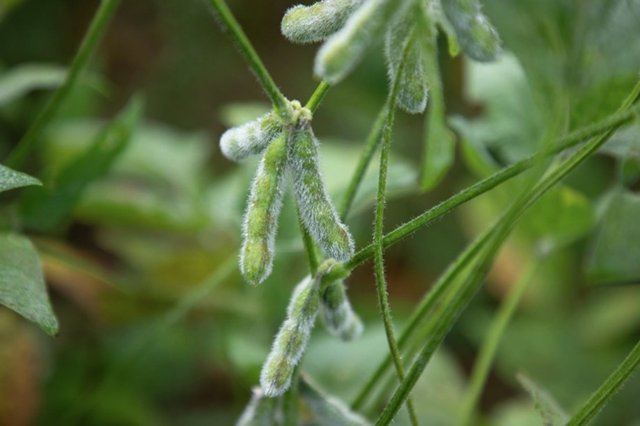 Soybean plant