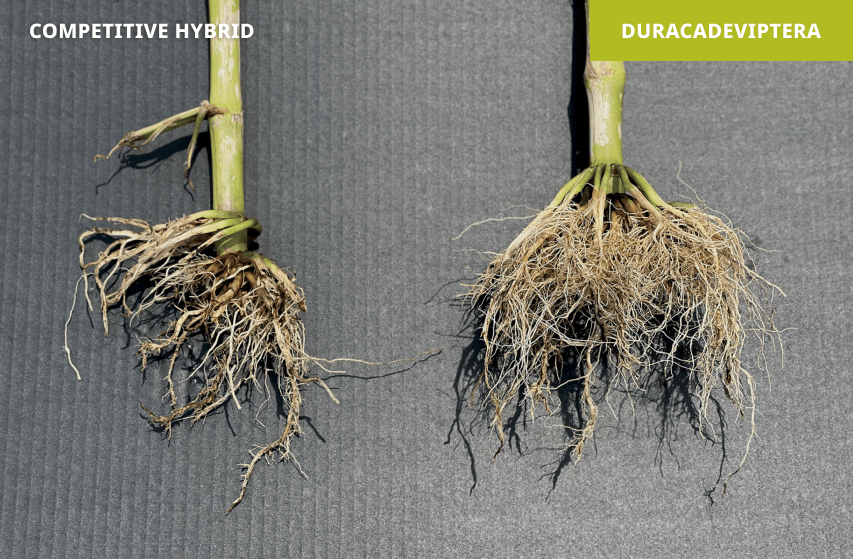 Check (left) vs. Duracade (right) | Slater, Iowa