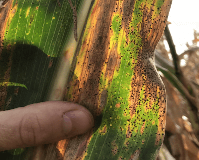 tar spot closeup