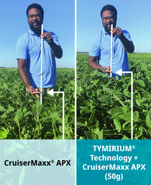 Victrato-treated soybeans were protected under heavy Sudden Death Syndrome, Soybean Cyst Nematode and Red Crown Rot pressure in an Illinois soybean trial.