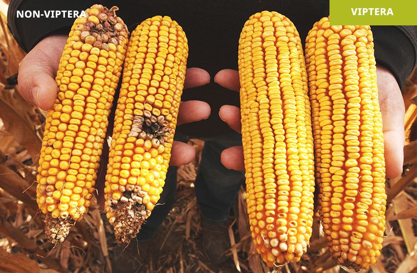 Ear damage from western bean cutworm in Clearwater, NE in 2022. Hybrid without Viptera (left) vs. hybrid with Viptera (right)